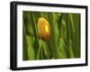 Tulip in Grass-null-Framed Photographic Print