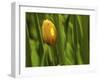 Tulip in Grass-null-Framed Photographic Print