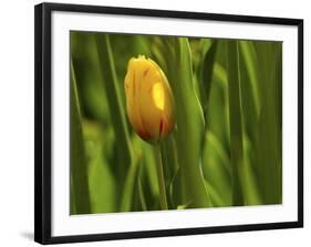 Tulip in Grass-null-Framed Photographic Print