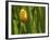 Tulip in Grass-null-Framed Photographic Print
