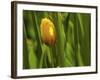Tulip in Grass-null-Framed Photographic Print