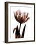 Tulip in Sepia I-Caroline Kelly-Framed Photo