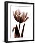 Tulip in Sepia I-Caroline Kelly-Framed Photo