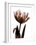 Tulip in Sepia I-Caroline Kelly-Framed Photo