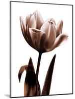 Tulip in Sepia I-Caroline Kelly-Mounted Photo