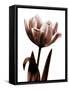 Tulip in Sepia I-Caroline Kelly-Framed Stretched Canvas
