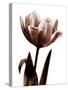 Tulip in Sepia I-Caroline Kelly-Stretched Canvas