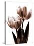 Tulip in Sepia II-Caroline Kelly-Stretched Canvas