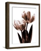 Tulip in Sepia II-Caroline Kelly-Framed Photo