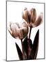 Tulip in Sepia II-Caroline Kelly-Mounted Photo