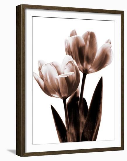 Tulip in Sepia II-Caroline Kelly-Framed Photo