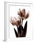 Tulip in Sepia II-Caroline Kelly-Framed Photo