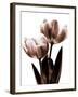 Tulip in Sepia II-Caroline Kelly-Framed Photo