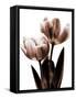 Tulip in Sepia II-Caroline Kelly-Framed Stretched Canvas