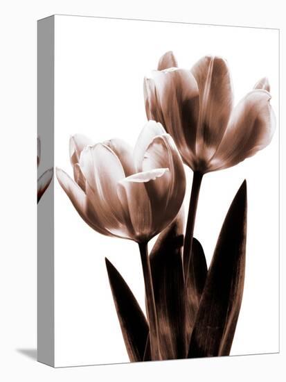 Tulip in Sepia II-Caroline Kelly-Stretched Canvas