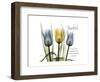 Tulip Kindness-Albert Koetsier-Framed Premium Giclee Print