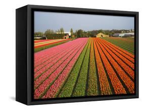 Tulip Lands, Leiden Area, Netherlands-Keren Su-Framed Stretched Canvas