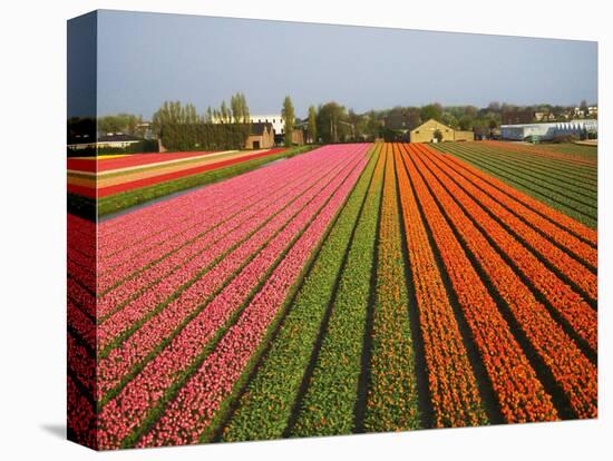 Tulip Lands, Leiden Area, Netherlands-Keren Su-Stretched Canvas