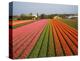 Tulip Lands, Leiden Area, Netherlands-Keren Su-Stretched Canvas