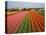 Tulip Lands, Leiden Area, Netherlands-Keren Su-Stretched Canvas