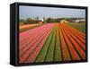 Tulip Lands, Leiden Area, Netherlands-Keren Su-Framed Stretched Canvas