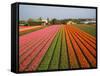 Tulip Lands, Leiden Area, Netherlands-Keren Su-Framed Stretched Canvas