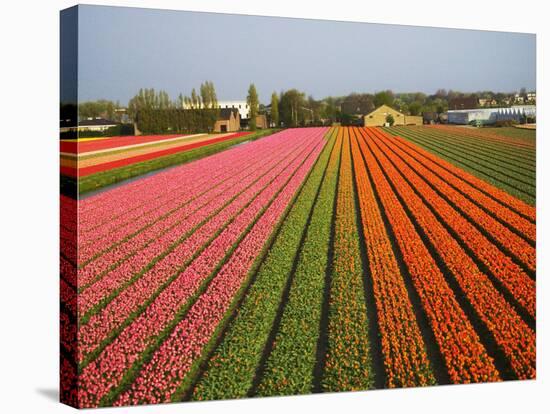 Tulip Lands, Leiden Area, Netherlands-Keren Su-Stretched Canvas