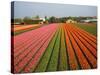 Tulip Lands, Leiden Area, Netherlands-Keren Su-Stretched Canvas