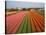 Tulip Lands, Leiden Area, Netherlands-Keren Su-Stretched Canvas