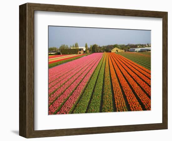 Tulip Lands, Leiden Area, Netherlands-Keren Su-Framed Photographic Print