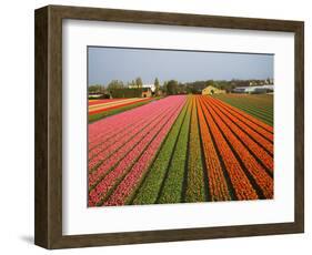 Tulip Lands, Leiden Area, Netherlands-Keren Su-Framed Photographic Print