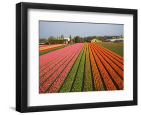 Tulip Lands, Leiden Area, Netherlands-Keren Su-Framed Photographic Print