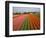 Tulip Lands, Leiden Area, Netherlands-Keren Su-Framed Photographic Print