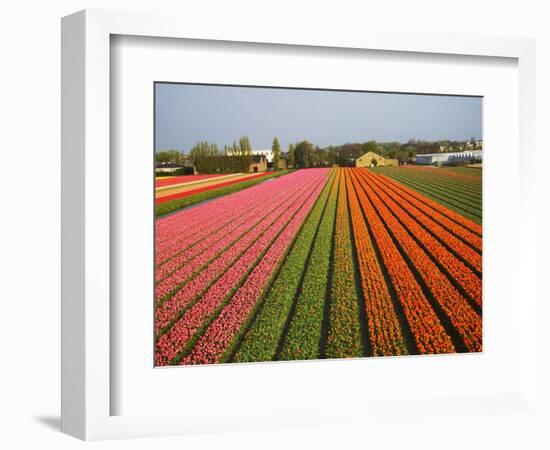 Tulip Lands, Leiden Area, Netherlands-Keren Su-Framed Photographic Print