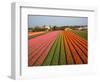 Tulip Lands, Leiden Area, Netherlands-Keren Su-Framed Photographic Print