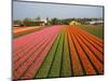 Tulip Lands, Leiden Area, Netherlands-Keren Su-Mounted Photographic Print