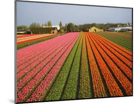 Tulip Lands, Leiden Area, Netherlands-Keren Su-Mounted Photographic Print