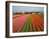 Tulip Lands, Leiden Area, Netherlands-Keren Su-Framed Photographic Print