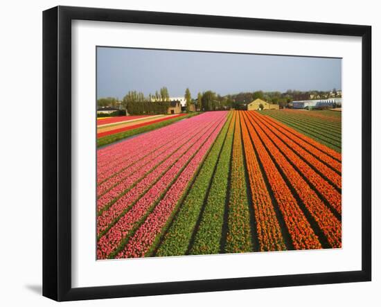 Tulip Lands, Leiden Area, Netherlands-Keren Su-Framed Photographic Print