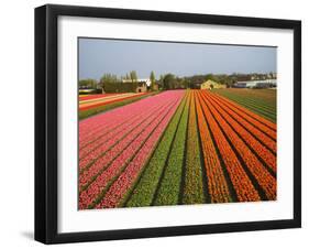 Tulip Lands, Leiden Area, Netherlands-Keren Su-Framed Photographic Print