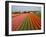 Tulip Lands, Leiden Area, Netherlands-Keren Su-Framed Photographic Print