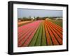 Tulip Lands, Leiden Area, Netherlands-Keren Su-Framed Photographic Print