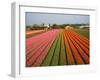 Tulip Lands, Leiden Area, Netherlands-Keren Su-Framed Photographic Print