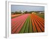 Tulip Lands, Leiden Area, Netherlands-Keren Su-Framed Photographic Print