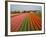 Tulip Lands, Leiden Area, Netherlands-Keren Su-Framed Photographic Print