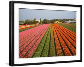 Tulip Lands, Leiden Area, Netherlands-Keren Su-Framed Photographic Print