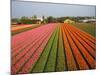 Tulip Lands, Leiden Area, Netherlands-Keren Su-Mounted Photographic Print