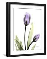 Tulip Lavender-Albert Koetsier-Framed Photographic Print