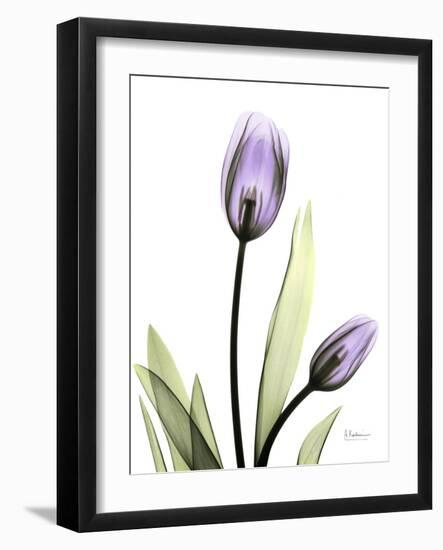 Tulip Lavender-Albert Koetsier-Framed Photographic Print