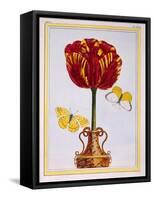 Tulip 'Le Drap D'Or, C.1776-Pierre-Joseph Buchoz-Framed Stretched Canvas